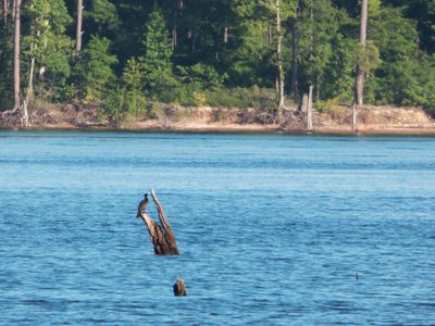 20160820 - Double-crested Cormorant 1