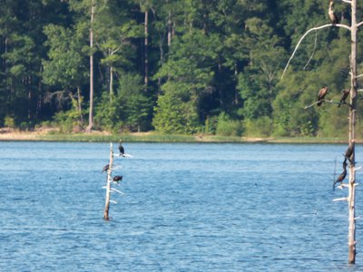 20160820 - Double-crested Cormorant 2