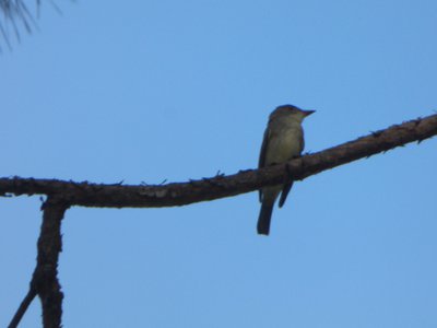 20160820 - Eastern Phoebe