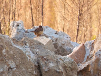 20161023 - Brown Thrasher