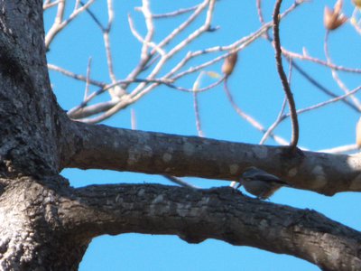 20161023 - Brown-headed Nuthatch