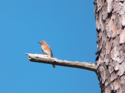 20161023 - Female Eastern Bluebird