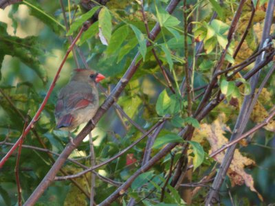 20161023 - Female Northern Cardinal