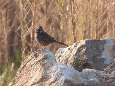 20161023 - Song Sparrow