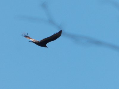 20161023 - Turkey Vulture