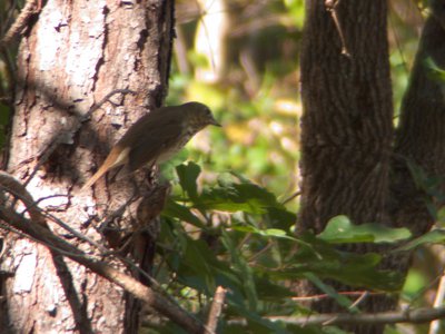 20161023 - Wood Thrush