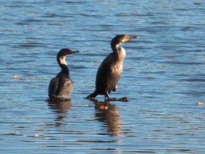 20161104 - Double-Crested Cormorant 1