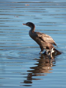 20161104 - Double-Crested Cormorant 2