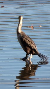 20161104 - Double-Crested Cormorant 4