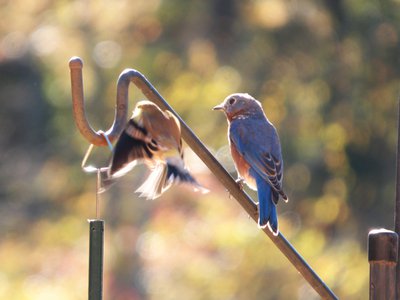 20161104 - Eastern Bluebird and Goldfinch