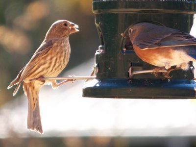 20161104 - Eastern Bluebird and House Finch