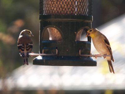 20161104 - Goldfinches 1