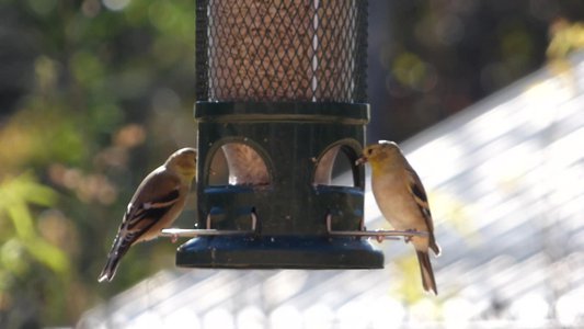 20161104 - Goldfinches 2