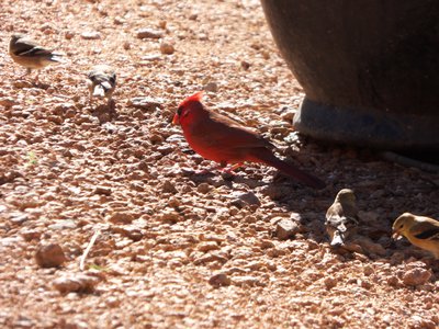 20161104 - Northern Cardinal