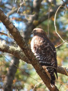 20161104 - Red-tailed Hawk 1