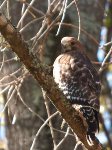 20161104 - Red-tailed Hawk 2