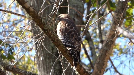 20161104 - Red-tailed Hawk 3