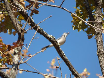 20161109 - blurry Blue Jay