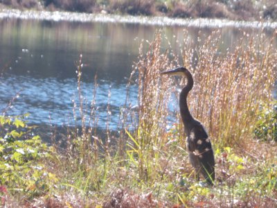 20161119 - Blue Heron