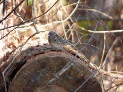 20161119 - Dark-eyed Junco