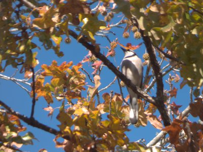 20161119 - Northern Mockingbird