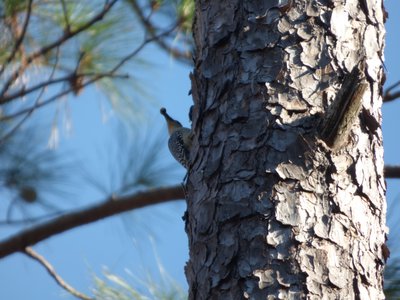 20161119 - Red-bellied Woodpecker