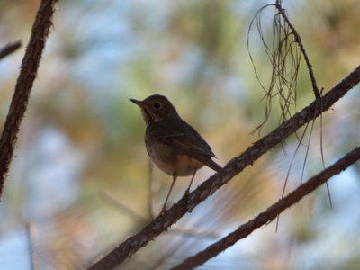 20161119 - Thrush