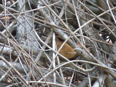 20161213 - Carolina Wren