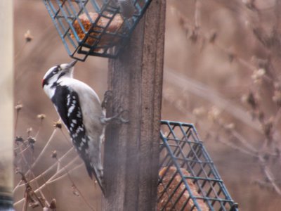 20161213 - Downy Woodpecker