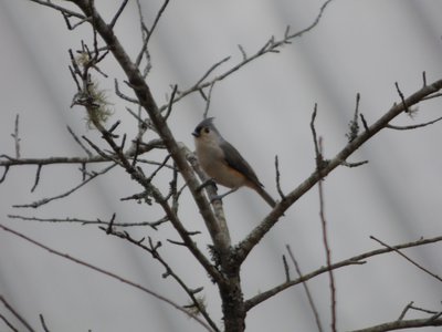 20161213 - Tufted Titmouse