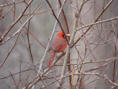 20161220 - Cardinal 1