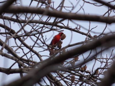 20161220 - Cardinal 2