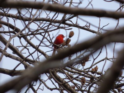 20161220 - Cardinal 3