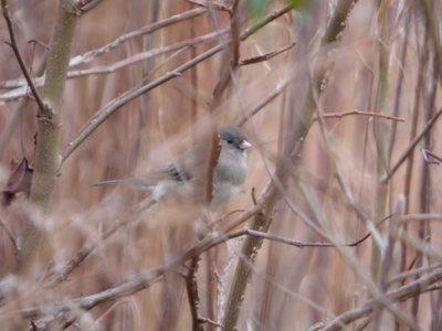 20161220 - Junco 1