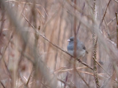 20161220 - Junco 2