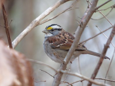 20161220 - White-throated Sparrow