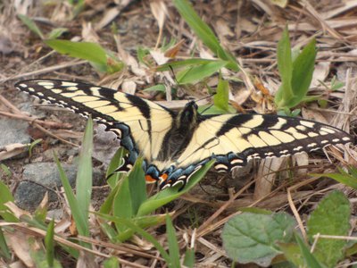 20160325 - Female Eastern Tiger Swallowtail