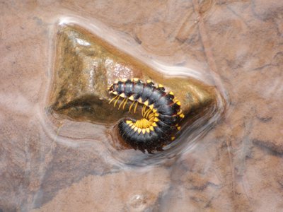 20160325 - Millipede