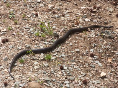 20160325 - Rat Snake