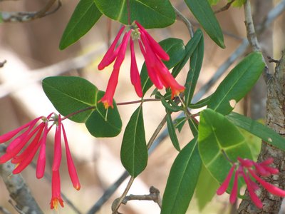 20160417 - Coral Honeysuckle