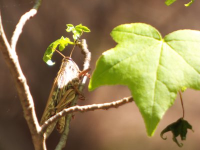 20160417 - Differential Grasshopper