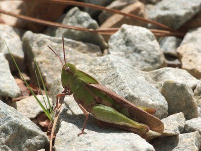 20160423 - Northern Green-Striped Grasshopper