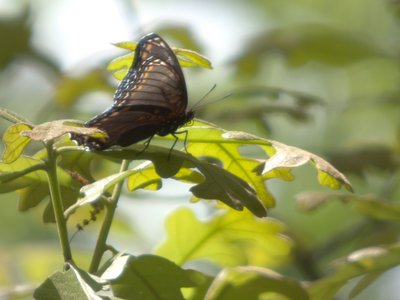 20160423 - Red-spotted Purple