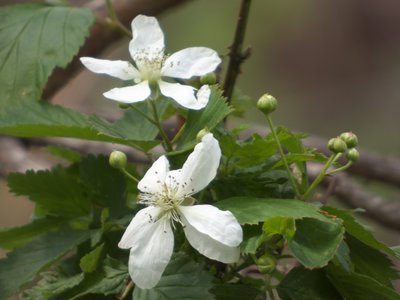 20160423 - Sawtooth Blackberry