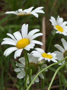 20160523 - Oxeye Daisy