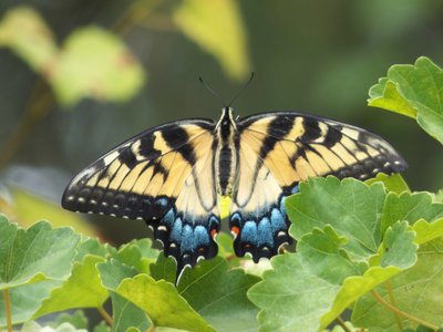 20160629 - Eastern Tiger Swallowtail