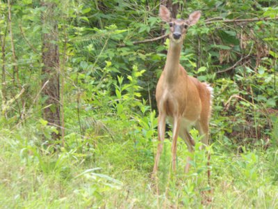 20160629 - Korstian Deer