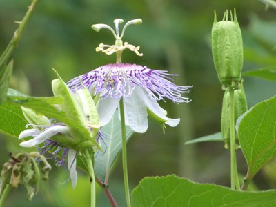 20160629 - Purple Passionflower