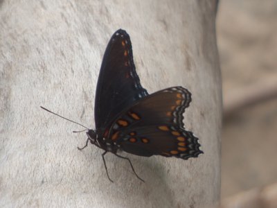 20160629 - Red-spotted Purple 1