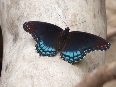 20160629 - Red-spotted Purple 2